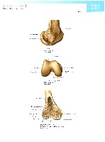 Sobotta  Atlas of Human Anatomy  Trunk, Viscera,Lower Limb Volume2 2006, page 288